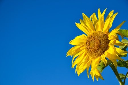 Closeup of a sunflower at a clear blue skyの写真素材