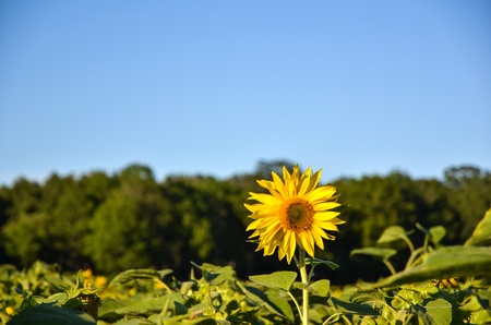The tallest one of all the sunflowers in the fieldの写真素材