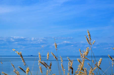 Grass straws at blue sky by the coastの写真素材