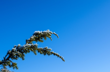 Frosty juniper branch at a clear blue sky の写真素材
