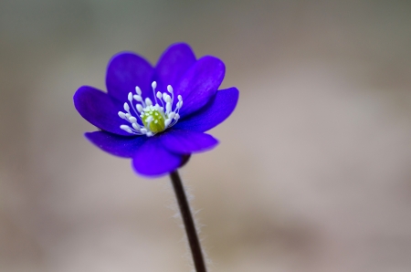Soft closeup of Common hepatica の写真素材