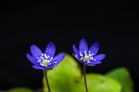 Flower beauty of  Common hepatica  Photo taken on the island Oland in Sweden の写真素材