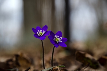 Two deep blue anemones, Common hepatica closeup の写真素材