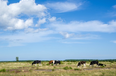Grazing cattle at the great alvar plain on the island Oland in Swedenの写真素材