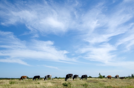 Cattle grazing at the Great Alvar Plain on the island Oland in Sweden の写真素材