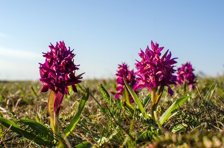Elder-flowered Orchid in purple colour  Photo taken at the Great Alvar Plain on the island Oland in Sweden の写真素材