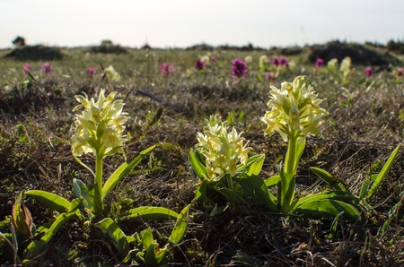 Shiny yellow wild orchids at springtime in Swedenの写真素材