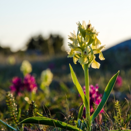 Elder-flowered Orchid in morning sun at the Great Alvar Plain on the island Oland in Sweden の写真素材