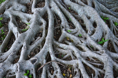 Network of growing wooden roots on ground