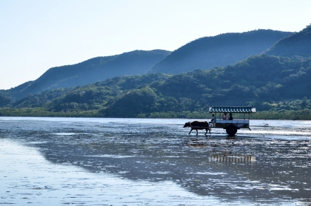 Iriomote island, Yaeyama islands, Japan at December 4 2013  Water buffaloes cart tranporting...