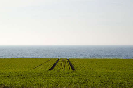 Green rows at a farming field by the coast at springtime
