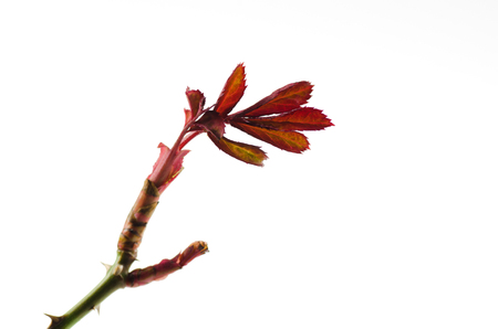 Rose twig with new leaves at white backgroundの写真素材