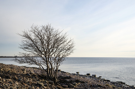 Lone tre at a rocky coast by the swedish island Oland in the Baltic seaの写真素材