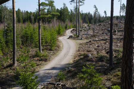 Winding forest dirt road in the swedish province smaland