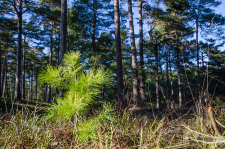 New pine tree plant sunlit in a pine tree forestの写真素材