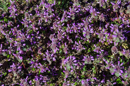 Carpet of sunlit red dead nettles