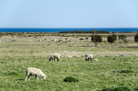 Grazing sheep at a coastal landscape at the Swedish island olandの写真素材