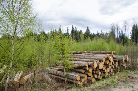 Spruce log pile surrounded of green birches