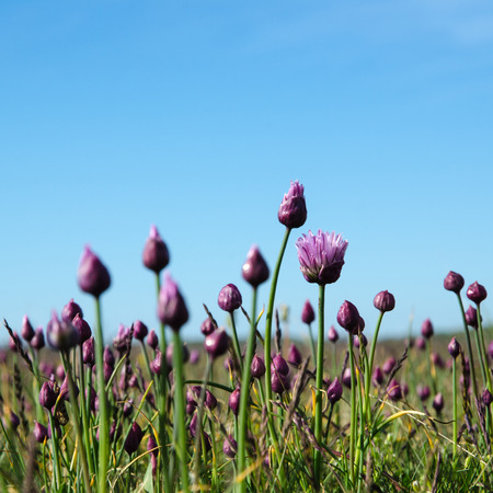 Blossom wild garlic and buds in a grassland with blue sky at the swedish island Olandの写真素材