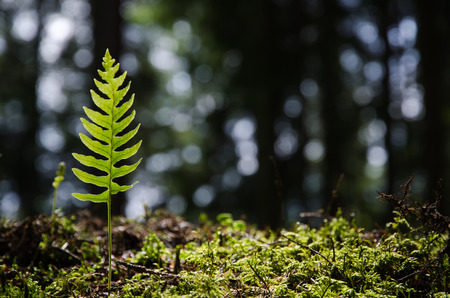 Single backlit bracken plant in the forestの写真素材