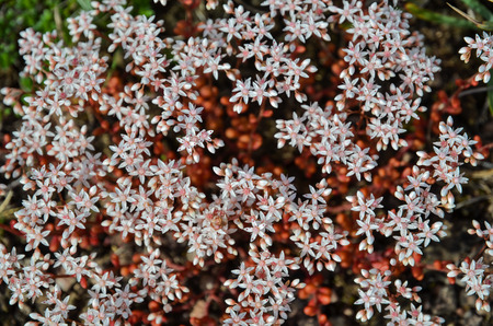 Background of blossom white stonecrop plantsの写真素材