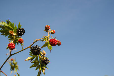 Blackberries at a twig with blue skyの写真素材