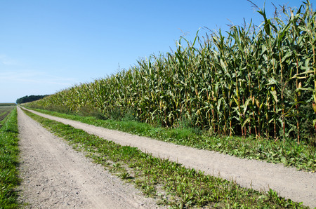Country road by a corn field with growing plants a blue sky