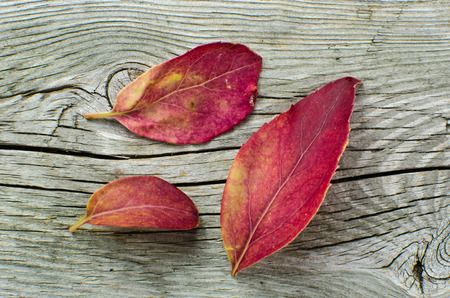 Natural red colored leaves at a weathered wooden surface