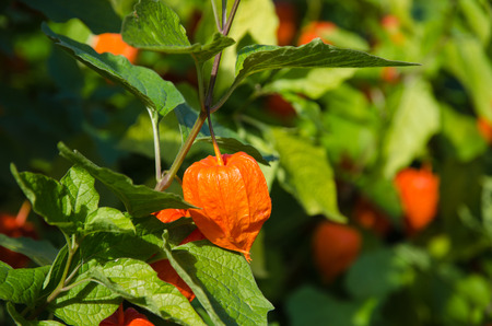 Sunlit blossom japanese lantern in a garden with bright backgroundの写真素材