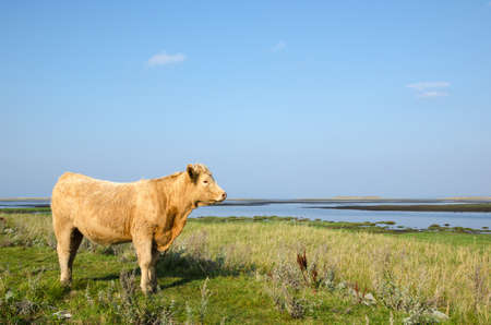 Beautiful sunlit cow watching the view by a coastal pasture land