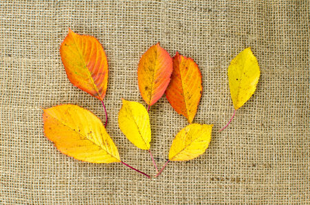 Autumn colored leaves from a cherry tree at burlap surfaceの写真素材