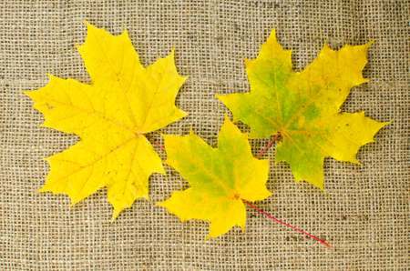 Maole leaves in fall colors at a burlap surfaceの写真素材