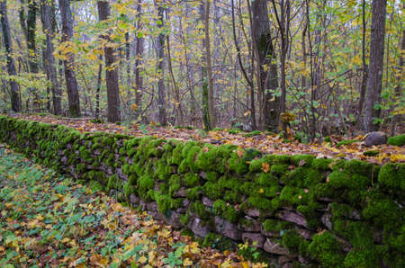 Old mossy stonewall in a forest at autumnの写真素材