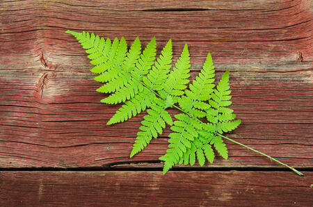 Green fresh bracken twig at an old weathered wooden surfaceの写真素材