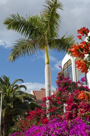Palm tree and multi colored flowers by the sidewalk at the island Gran Canaria in Spainの写真素材