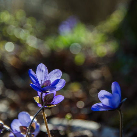 Back lit Hepatica flowers - the springtime symbolsの写真素材