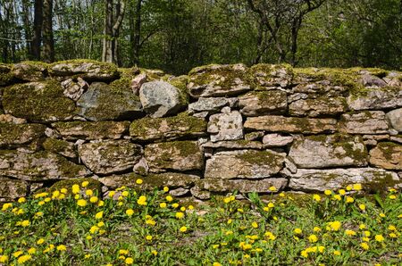 Detail of an old mossy stone wall with blossom dandelions at springの写真素材