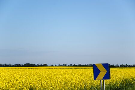 Arrow road sign at a blossom rapeseed fieldの写真素材
