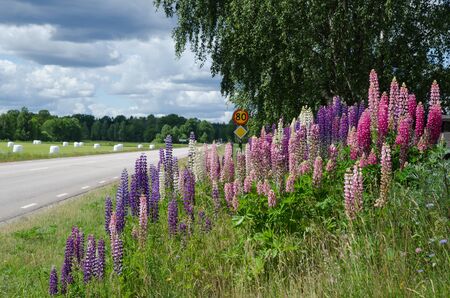 View from a swedish country road with multicolored lupines at roadsideの写真素材