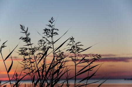 Reed flowers by the coast at sunset with colored skyの写真素材