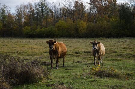 Cattle watching at fall in a rural landscapeの写真素材