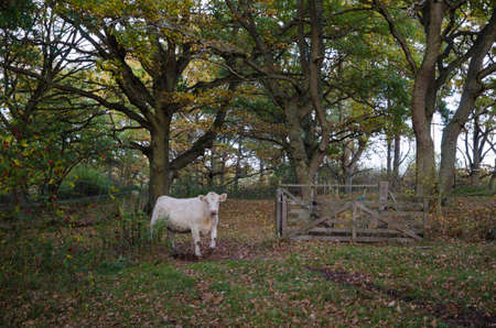 Cow is passing an open old wooden gate in the woods at fallの写真素材