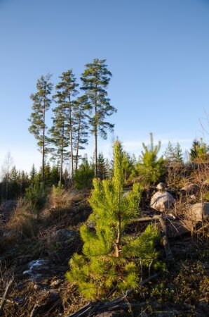 Growing pine tree plant in a clearcut forest area with old pine trees in the backの写真素材