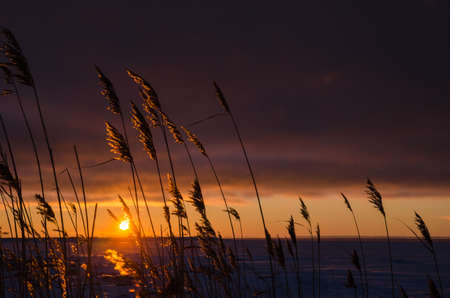 Shiny reed plants by a winter sunsetの写真素材