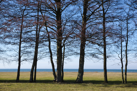 Trees in a line by the coast at springtimeの写真素材