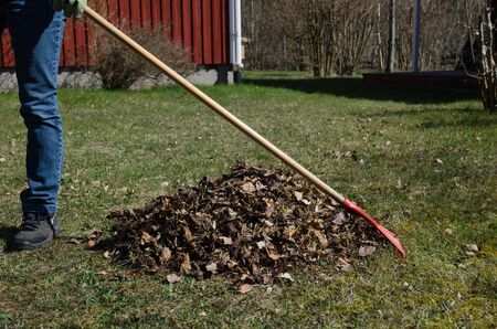 Gardener is raking dry leaves into a heap in a garden at spring