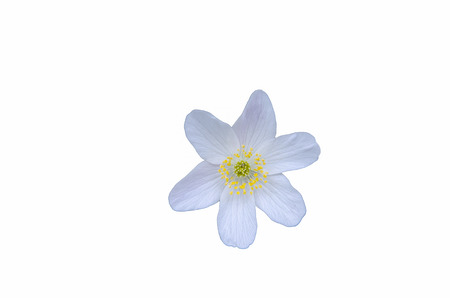 Close up of a wood anemone flower at white backgroundの写真素材