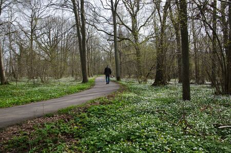 Man walks on a footpath surrounded of white spring flowers in a deciduous forestの写真素材