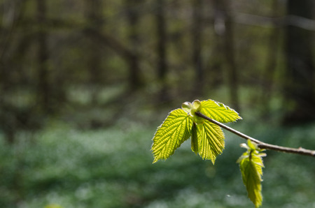 New hazel leaves closeup at a blurred  background of green forestの写真素材