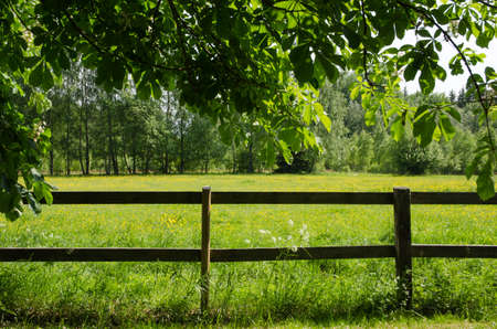 Springtime view at a green and yellow field behind a wooden fence in the backyardの写真素材